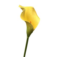 Small EVA Artificial Calla Lily Stem