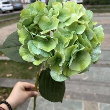 Soft-Touch Artificial Begonia Hydrangea Stem