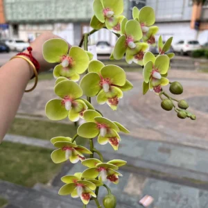 2-Branch 3D Artificial Phalaenopsis Orchid Stem